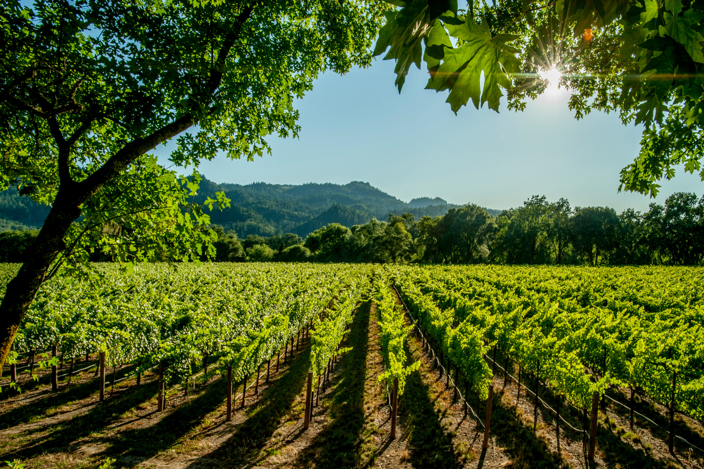 napa valley, california (2).webp